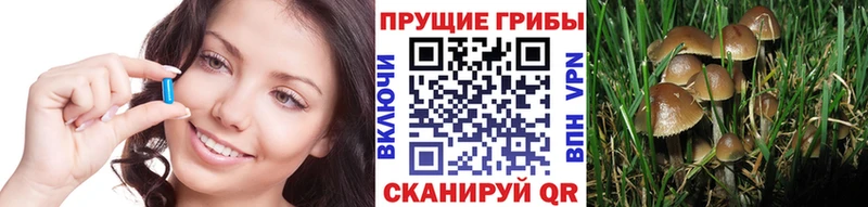 закладка  Жуковский  Псилоцибиновые грибы прущие грибы 